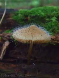  Mucorales [Mucoraceae]